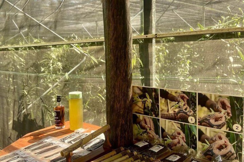 Un invernadero con plantas, una mesa de madera con una botella y un vaso, y una pared con ilustraciones botánicas. 3