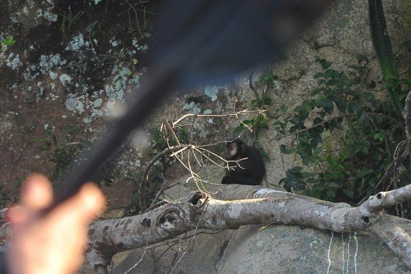 Sometimes it is possible to see monkeys on the shore 2