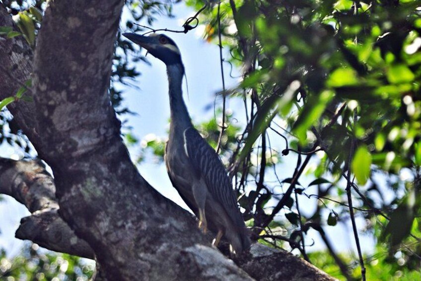Birdwatching 4