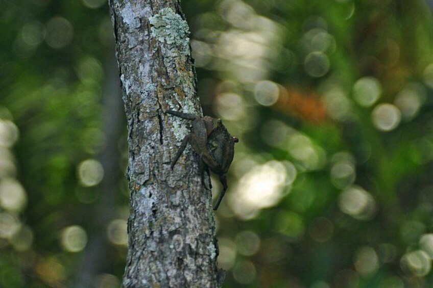 Mangrove region, lots of life! 3