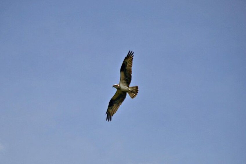 Osprey 5