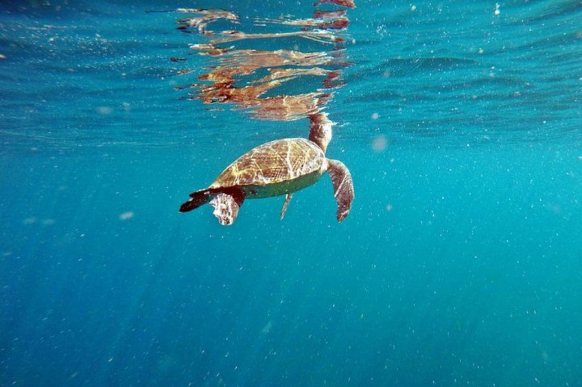 A sea turtle swimming underwater. 1