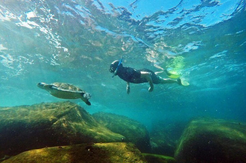 Swimming with sea turtles in their habitat is a unique experience! 2