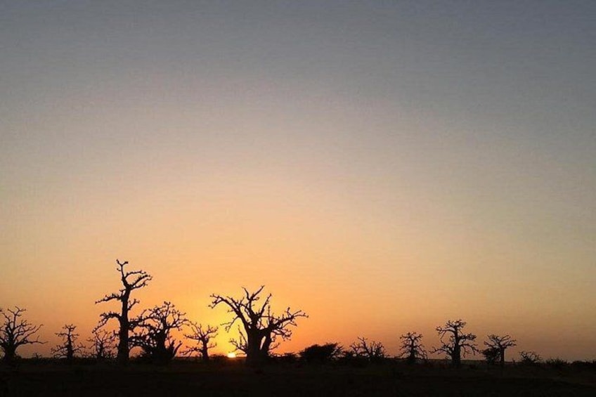 Solnedgang over et savannelandskab med silhuetter af træer. 1