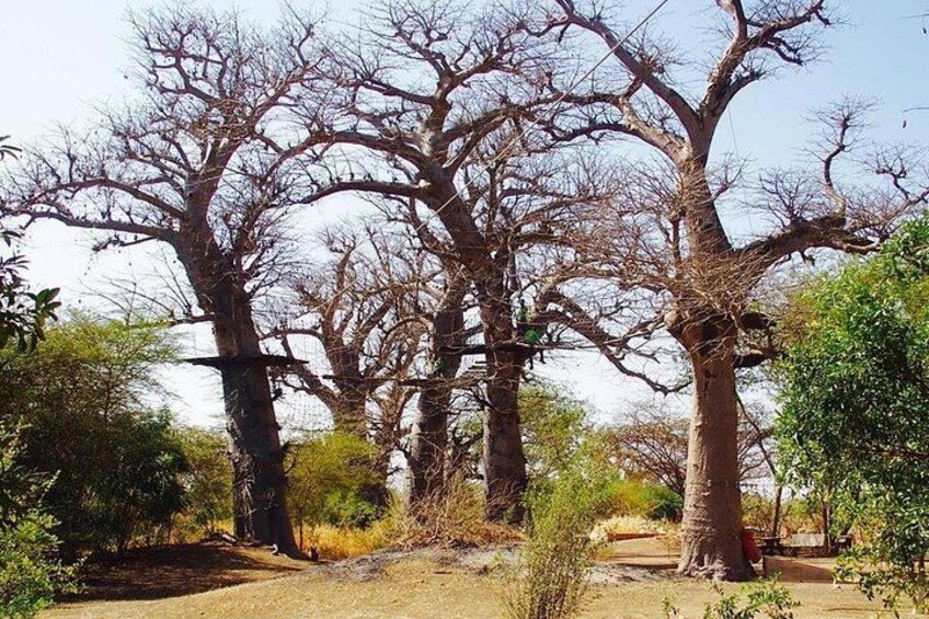 Accro Baobab Adventure Ticket Entry 2