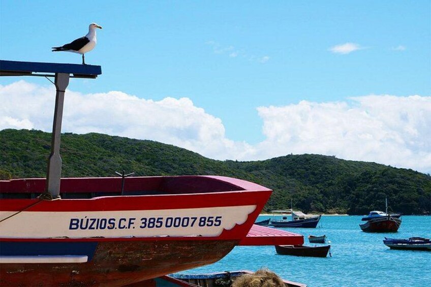 Una gaviota en un barco, agua tranquila y una colina verde al fondo. 2
