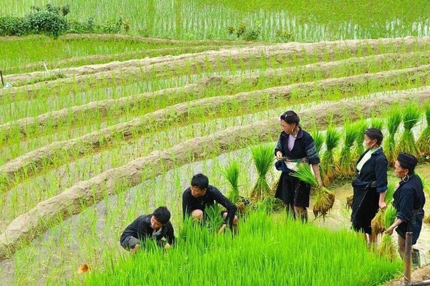 A group of people working in a terraced rice field. 2