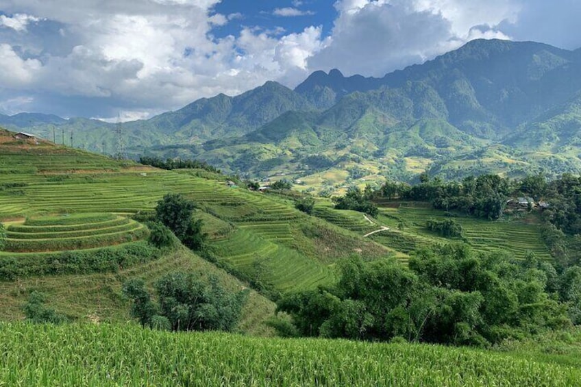 Rice Terrace 5
