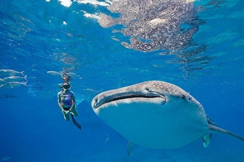 Oslob Whaleshark & Canyoneering Adventure 5