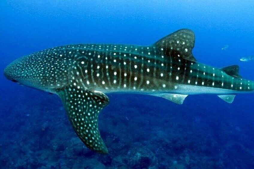 Oslob Whaleshark & Canyoneering Adventure