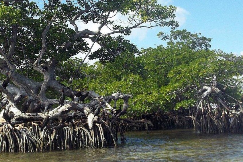 Amazing Red Mangroves 1