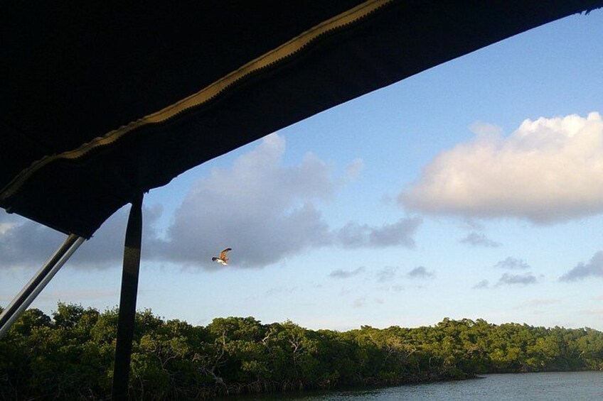 Osprey hunting. 4
