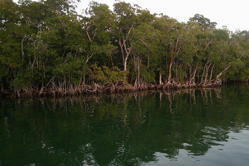 Mangrove trail. 5