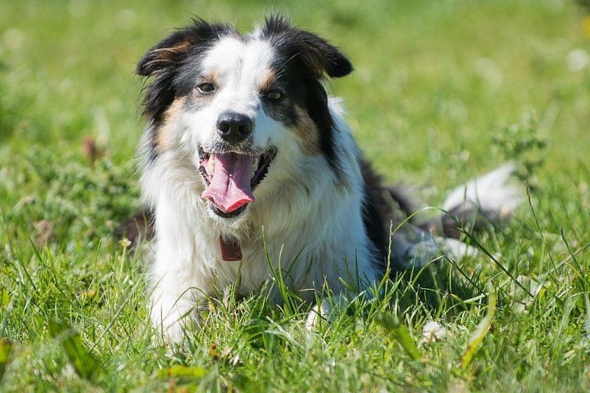Caherconnell Fort & Sheepdog Demonstrations 1