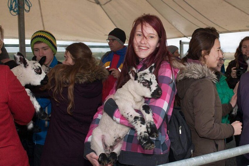 Caherconnell Fort & Sheepdog Demonstrations 2