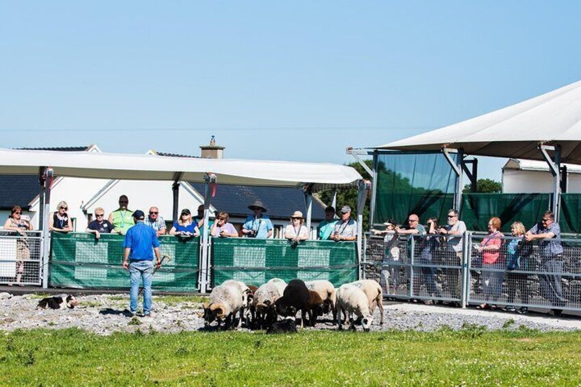 Caherconnell Fort & Sheepdog Demonstrations 2