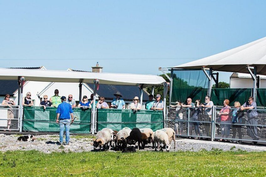 A fenced area with people watching, a person leading sheep, and a tent. 2
