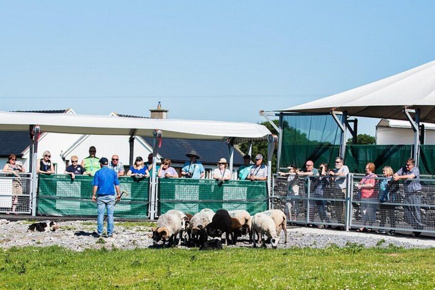 Un'area recintata dove persone osservano un gregge di pecore. 2