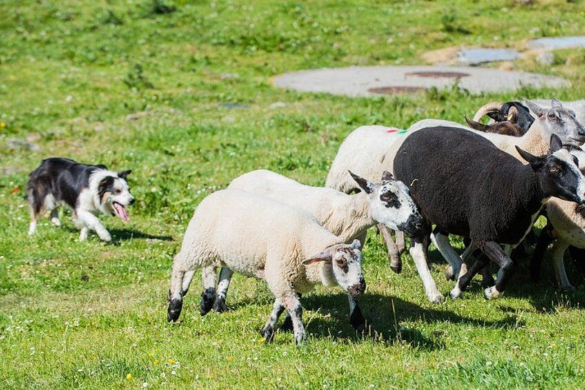 A dog herding sheep in a grassy field. 3