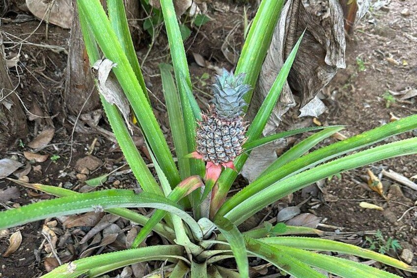 En växt med gröna blad och en frukt som liknar en ananas. 5