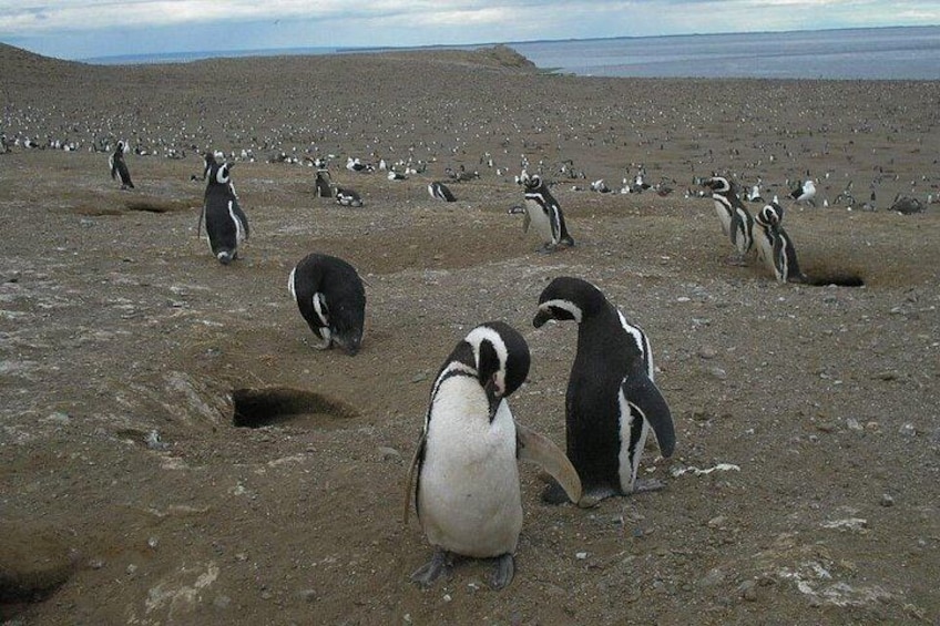 A group of penguins on a rocky terrain with a distant view of the ocean. 3