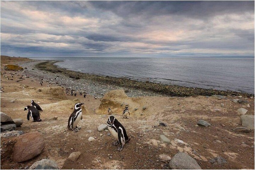 Penguins on a rocky beach with the ocean in the background. 2
