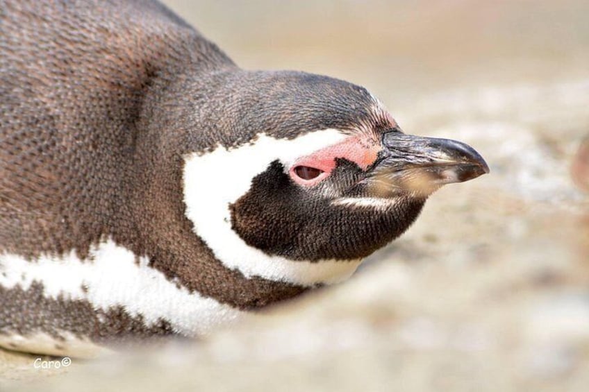 A penguin with a distinctive white patch on its head and a pink eye. 4