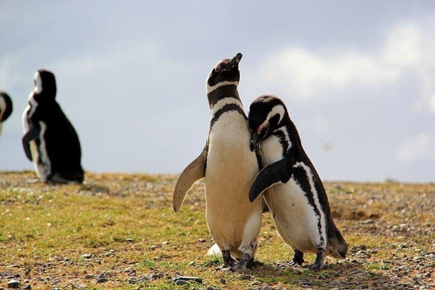 Penguins on a rocky terrain with a clear sky. 5