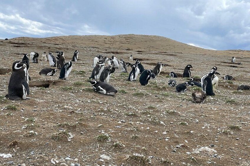 A group of penguins on a rocky, grassy terrain with a hilly background. 1