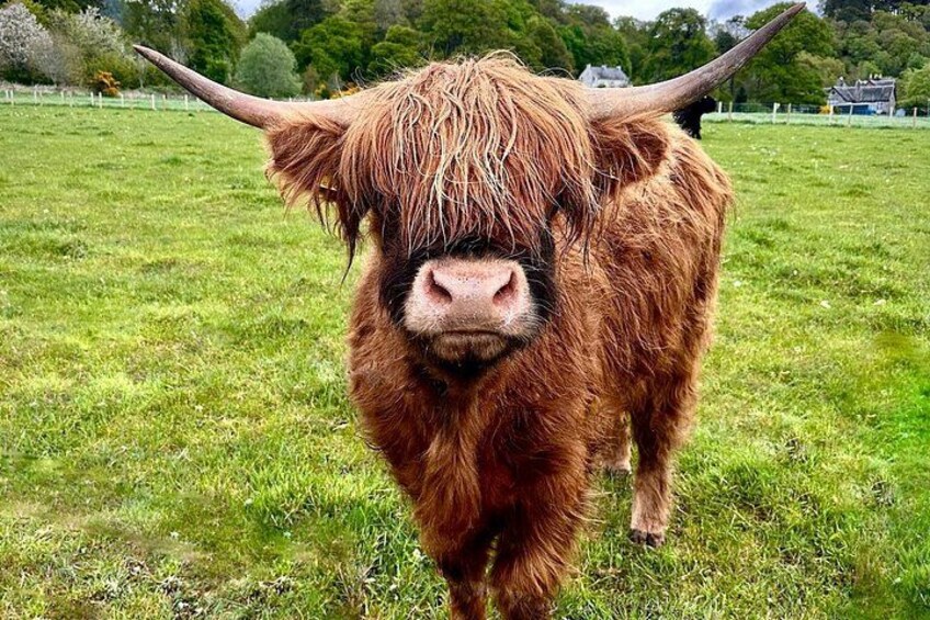Highland cow 2
