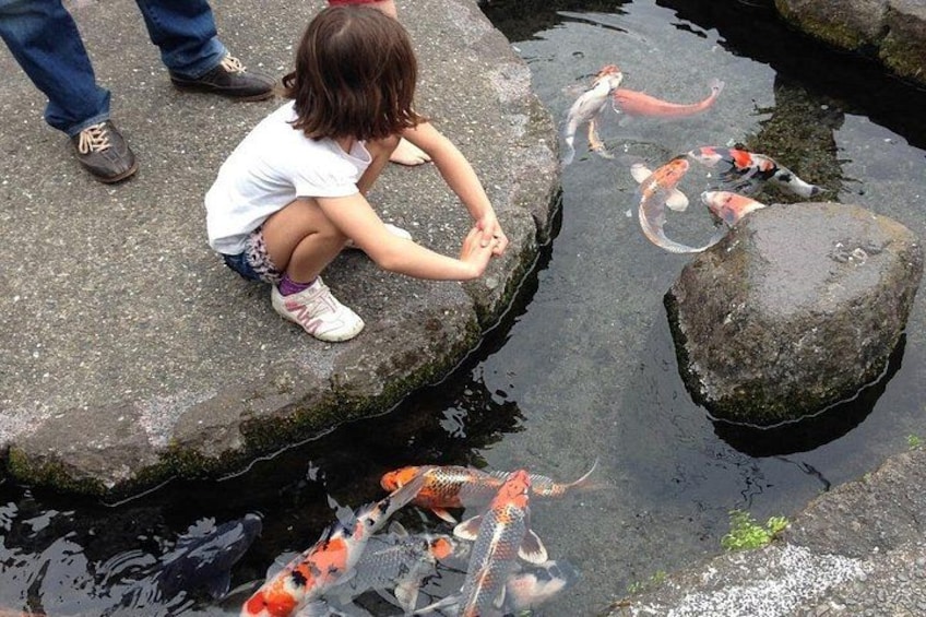 Checking out the carp streams in the center of Shimabara City. 4