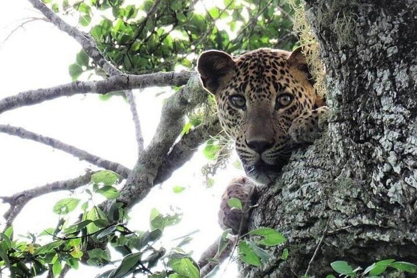 A leopard resting in a tree. 5