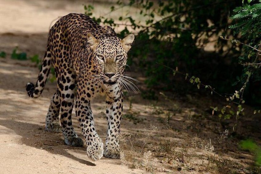 yala_national_park 2