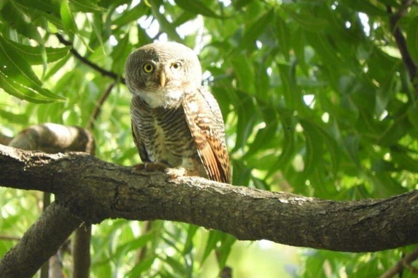 yala_national_park 5