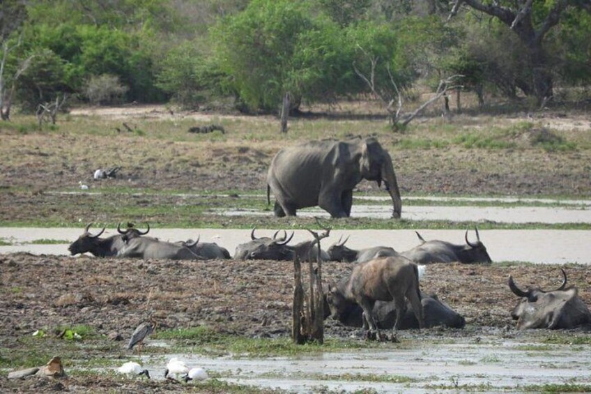 yala_national_park 4