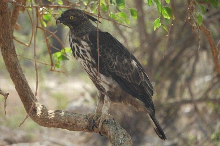 A bird perched on a tree branch. 3