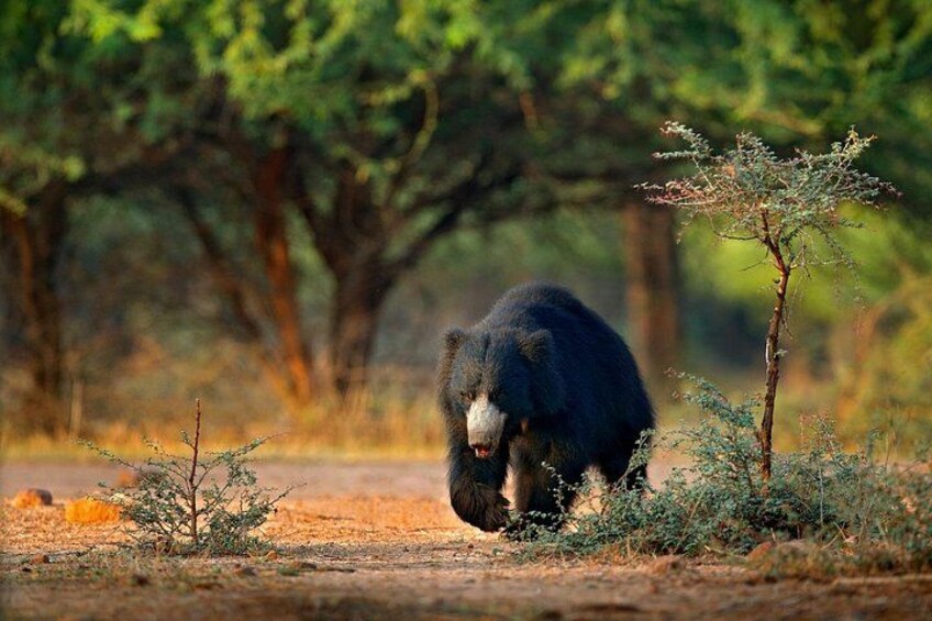 A bear walking in a forested area with trees and underbrush. 4