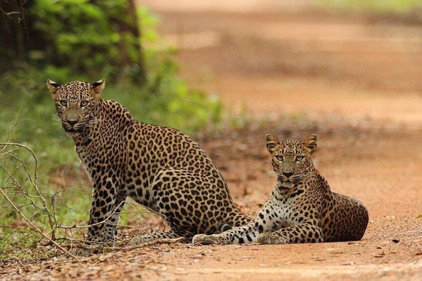 Two leopards on a dirt path with greenery in the background. 2