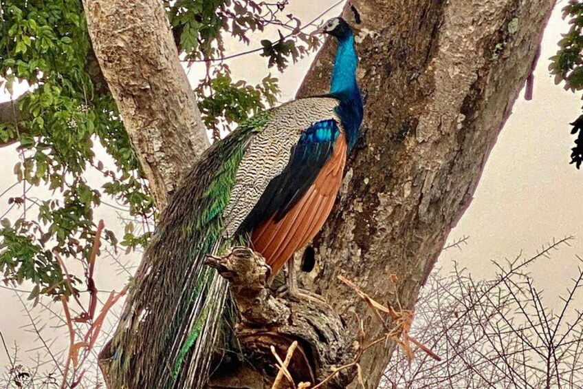 A peacock with blue and green feathers perched on a tree branch. 3