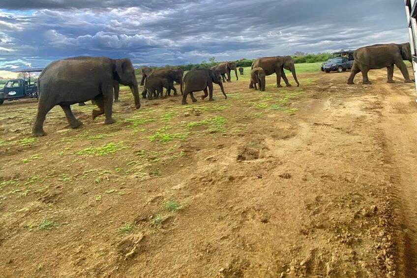 A group of elephants walking across a dirt path with a cloudy sky in the background. 4