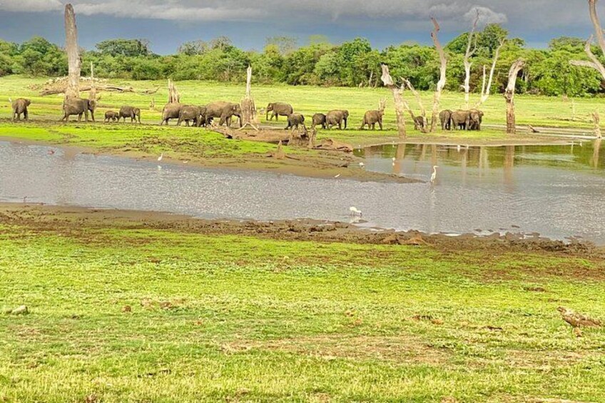 A herd of elephants near a water body with trees and grassland in the background. 5