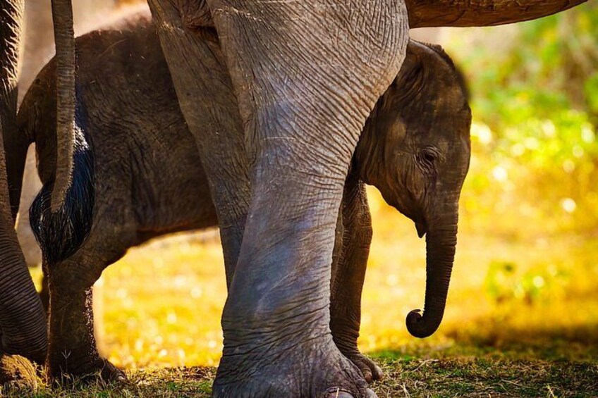 An elephant's trunk and leg, with a blurred background of greenery. 2