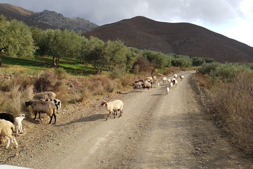 Matala Agiofarago Gorge Guided Jeep Safari Tour 5