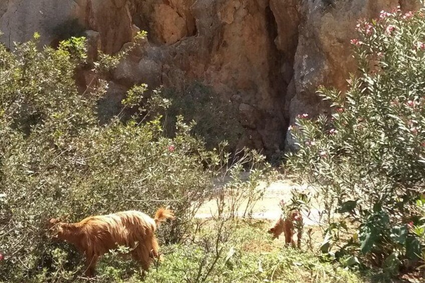 Matala Agiofarago Gorge Guided Jeep Safari Tour 5