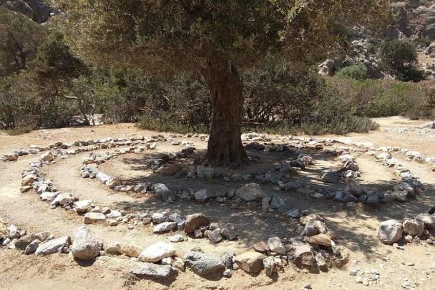 A tree surrounded by a circular arrangement of rocks. 3