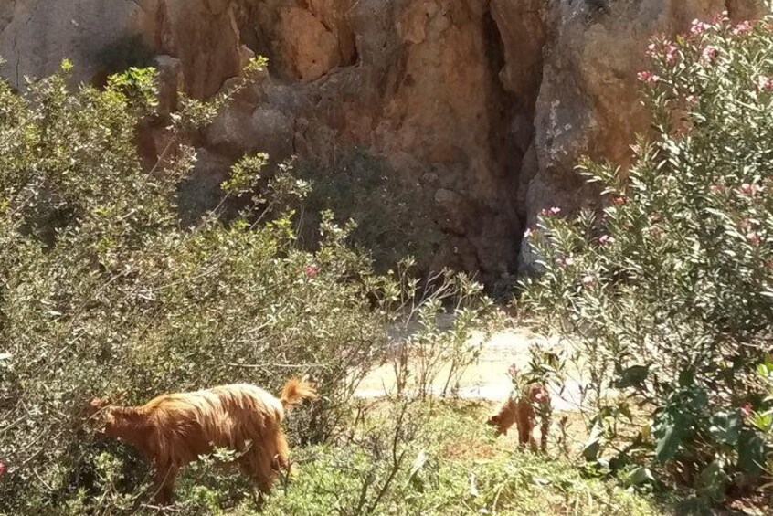 Matala Agiofarago Gorge Guided Jeep Safari Tour 4