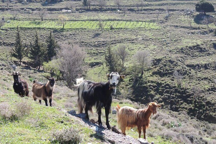 Lasithi Plateau Zeus Cave Guided Jeep Safari Tour 4