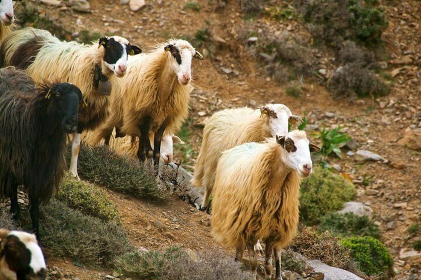 Lasithi Plateau Zeus Cave Guided Jeep Safari Tour 5