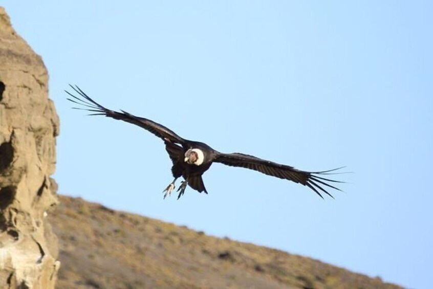 Condor sighting + lunch Cruises