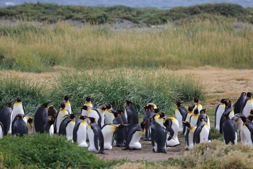 A group of penguins on a beach with grass and shrubs in the background. 1